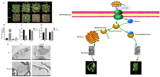 Study Reveals the Mechanism of Endoplasmic Reticulum Whorls Triggered by GhCNX6  in Regulating Drought Tolerance on Cotton