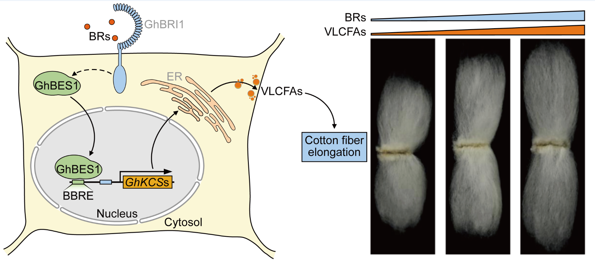 Brassinosteroids regulate cotton fiber elongation by modulating very-long-chain fatty acid biosynthesis