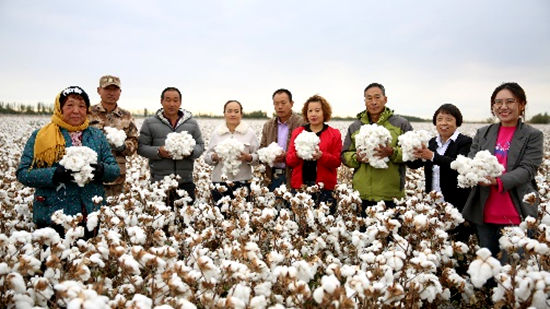 中棉所新品种中棉113在新疆农七师喜获丰收.png