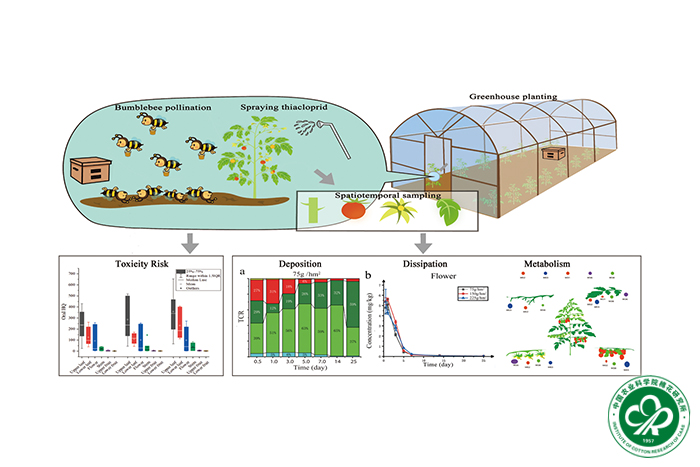 噻虫啉在温室番茄上的时空分布和授粉熊蜂安全性xiu.jpg