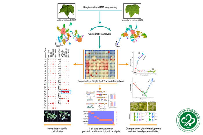 陆地棉和海岛棉叶片比较单细胞转录组图谱-所网站xiu.png