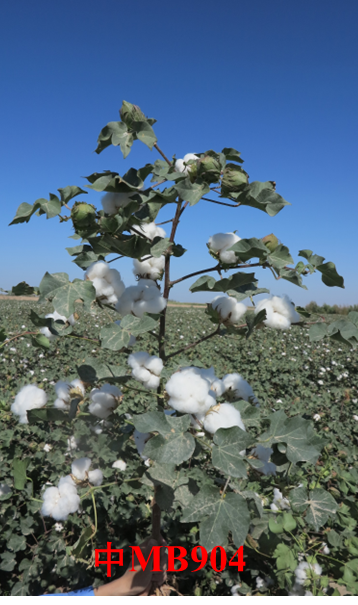 中MB904.png