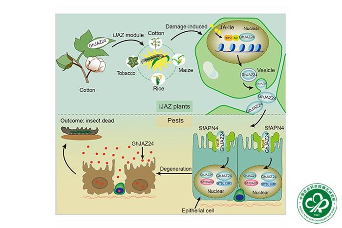 新型抗虫基因iJAZ的作用机制xiu.jpg