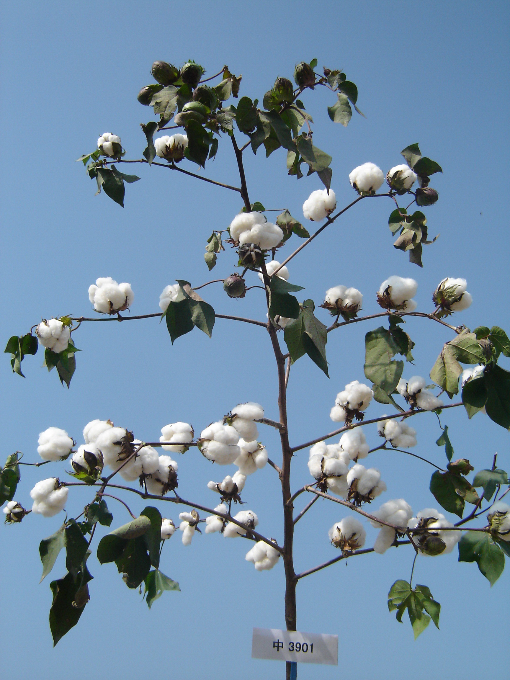 江西九江种的棉花图片