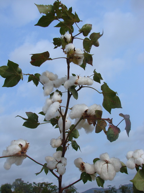 中棉所73 - 中国农业科学院棉花研究所