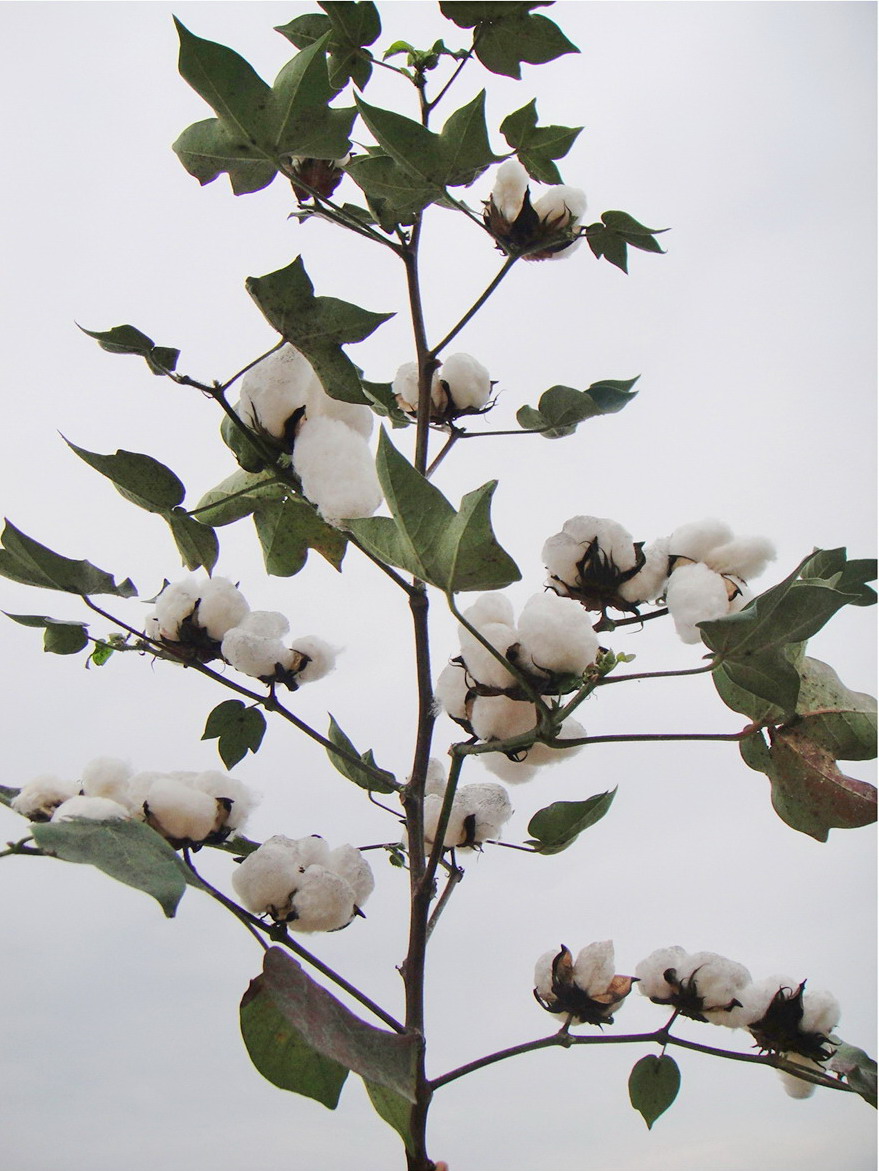 巴棉66棉花品种图片